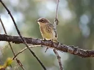 Image: Early Bird Nature Walk