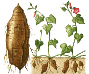 Image: Sweet Potato Slip Sale