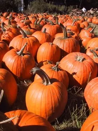Image: Spookyville Vermont Pumpkin Carving