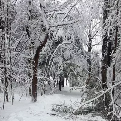 Image: Vermont Eyes FEMA Assistance for Snowstorm Cleanup