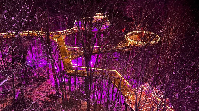 Image: A Forest of Lights