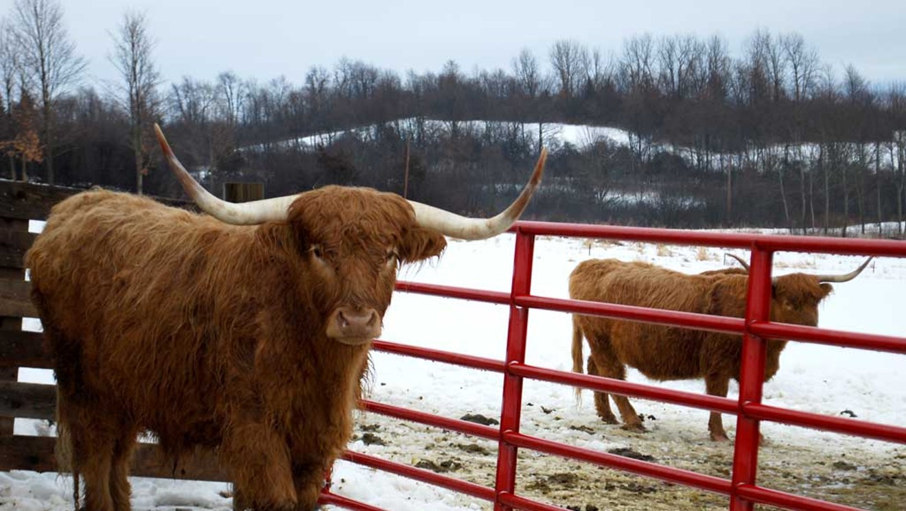 Raising Scottish Highland Cattle – Dylan Farms