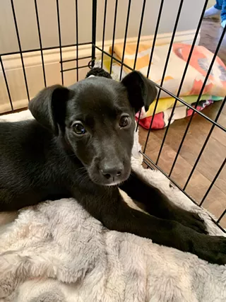 Image: Adoption Event