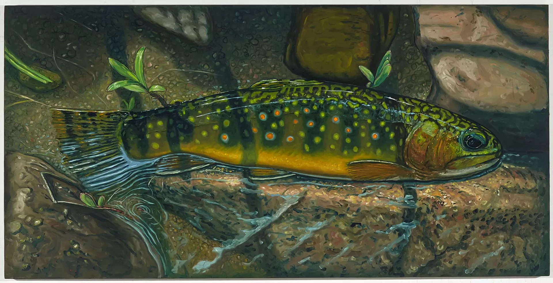 "Brook Trout, Roaring Branch" by Alberto Rey