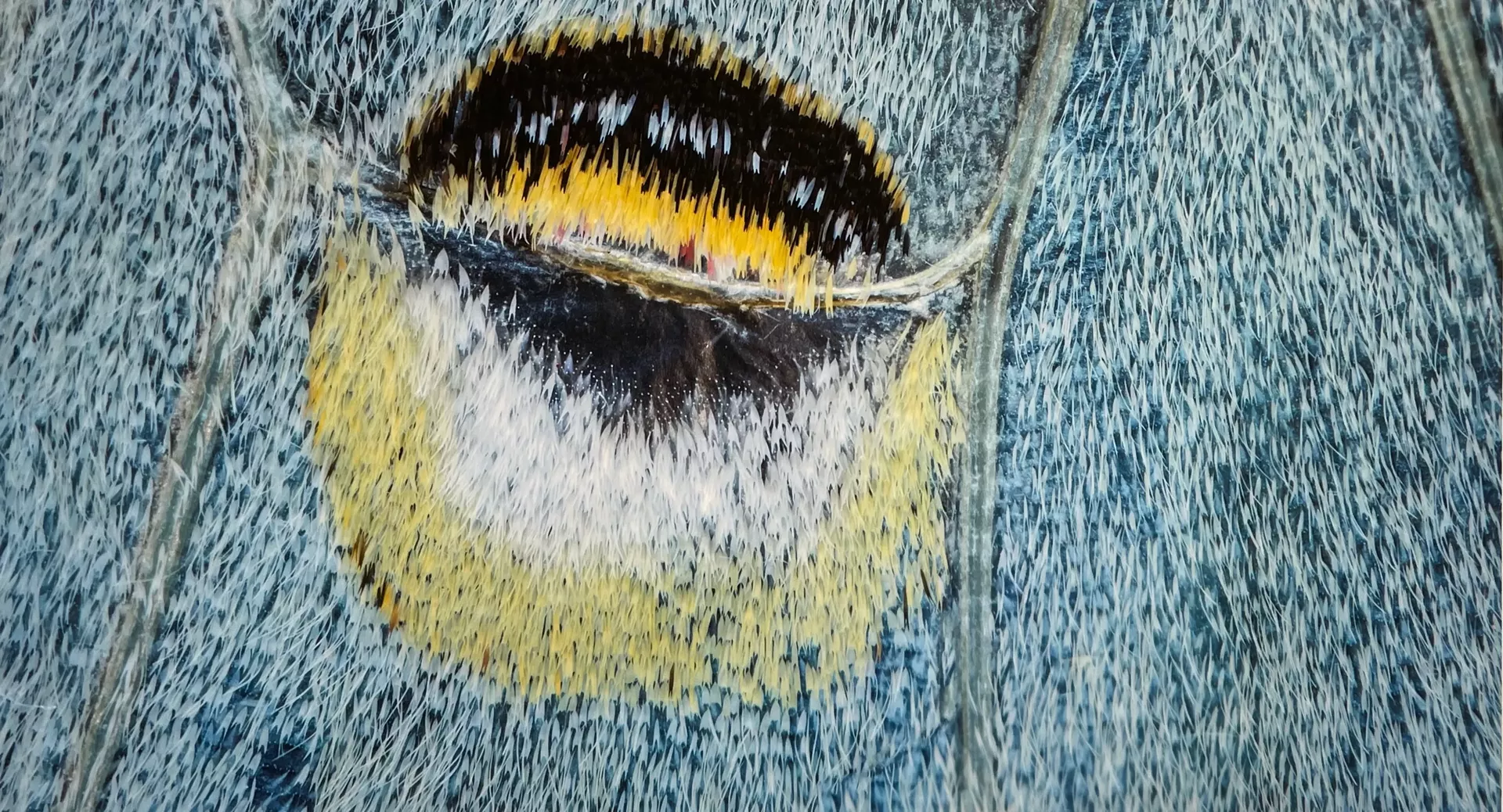 "Luna Wing" by Julie Parker