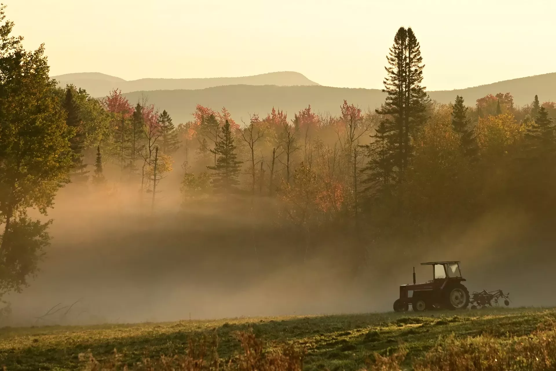 "Field Work" by Ann Creaven