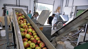 Apples being fed into a grinder prior to pressing at Happy Valley Orchard