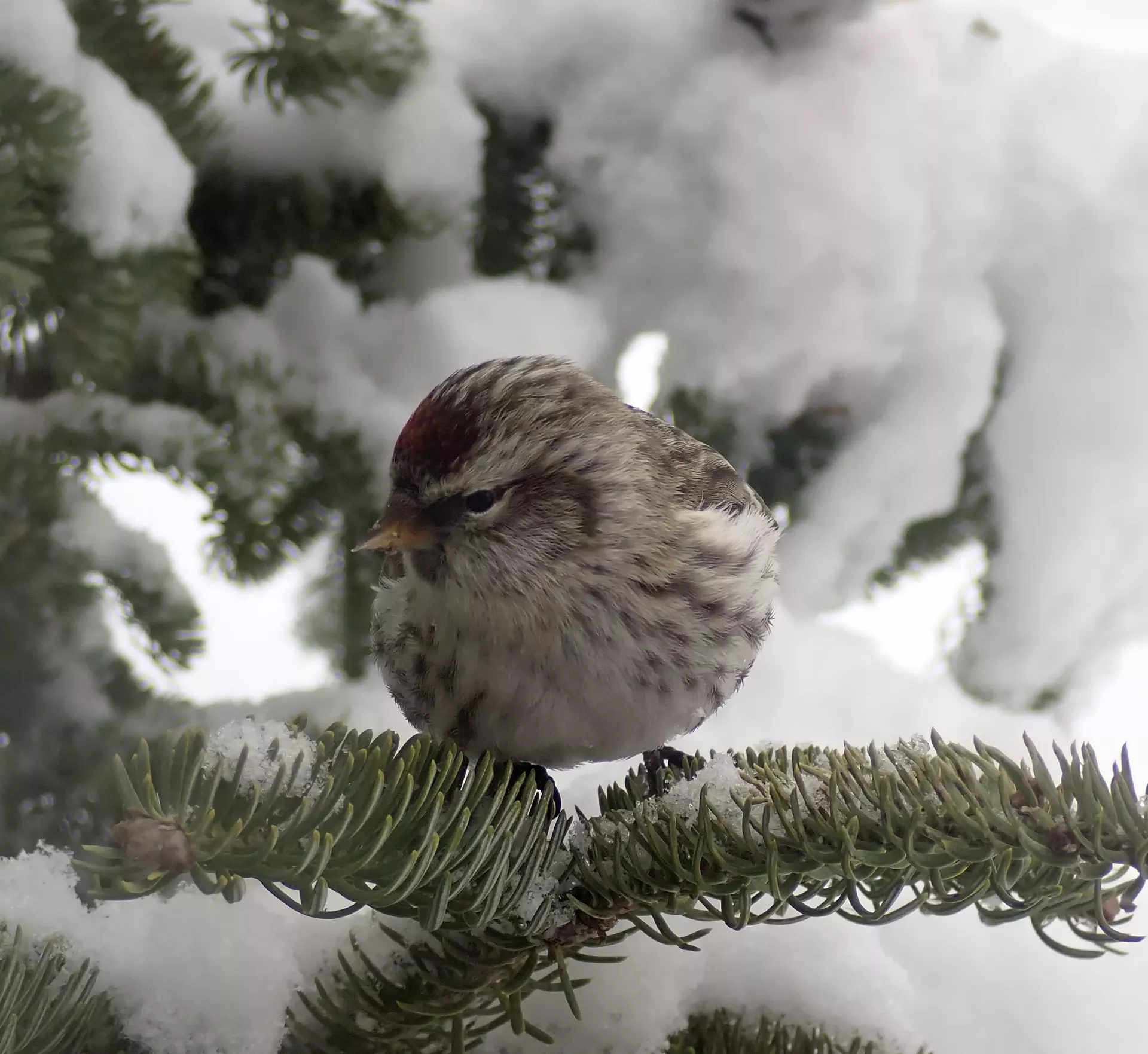 Redpoll