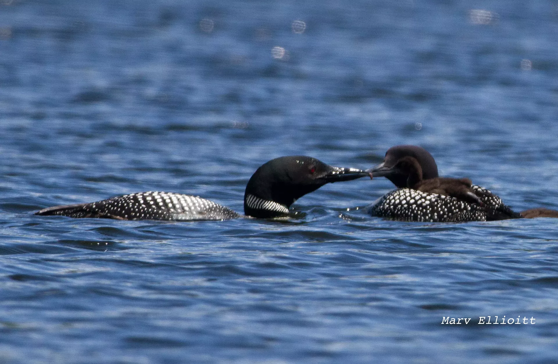 common-loon-feeding-offspring---marvelliott.webp