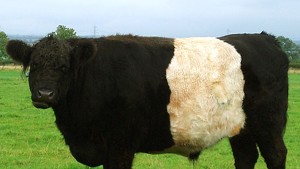 Belted galloway