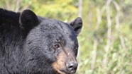 Bears, Dogs and Hogs — Oh, My! Animal-Themed Laws Enacted in 2013