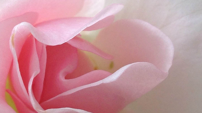 Image: 'Botanical'