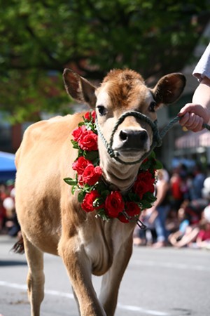 Brattleboro's annual Strolling of the Heifers comes in at #19. - COURTESY OF JESSE BAKER