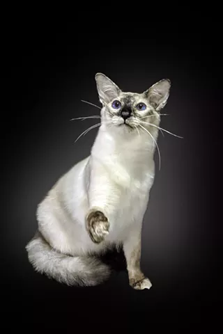 Image: Burlington Cat Show