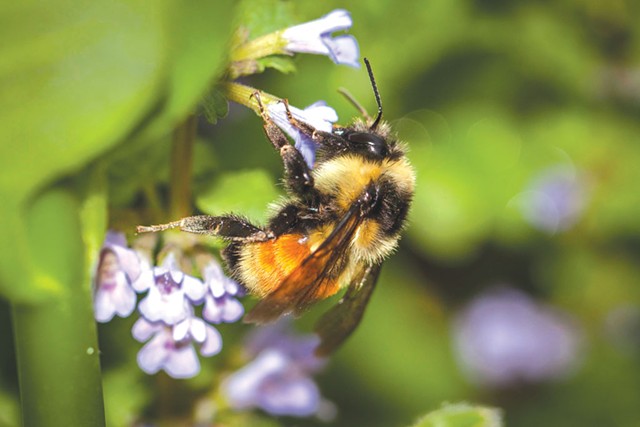 Citizen naturalists can team up with biologists to document bumblebees, among other wildlife - K.P. MCFARLAND