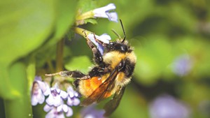 Citizen naturalists can team up with biologists to document bumblebees, among other wildlife