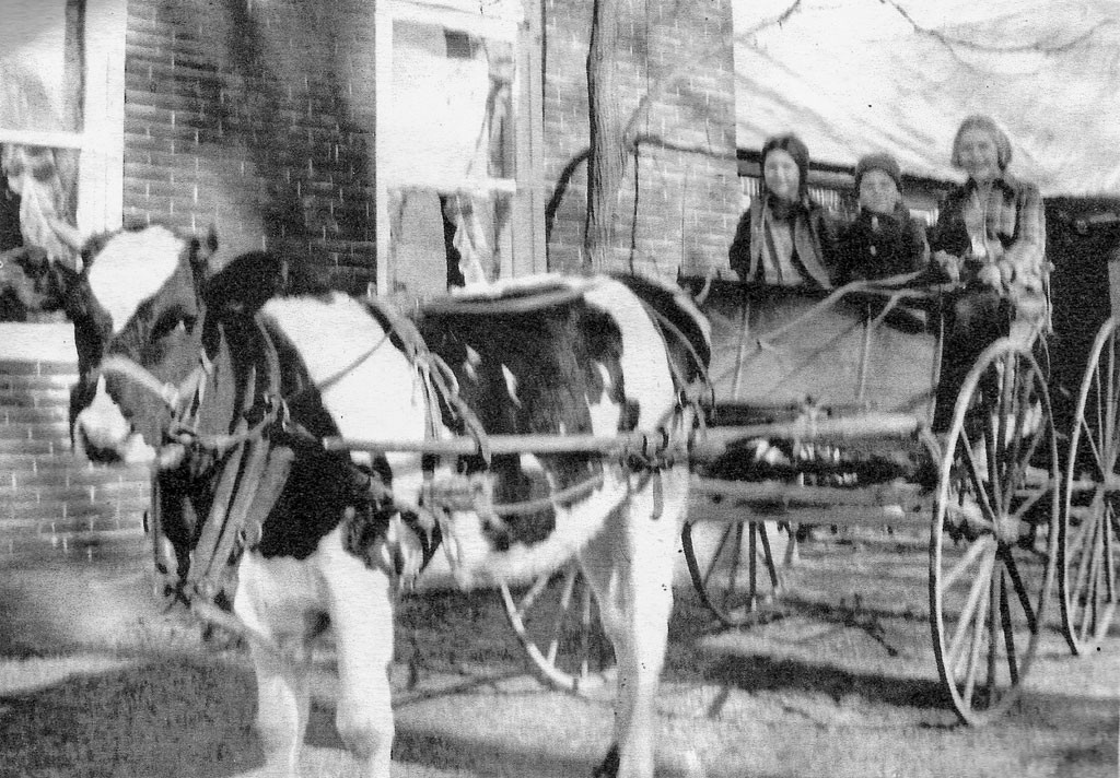 Cow and buggy - COURTESY OF CAMBRIDGE HISTORICAL SOCIETY