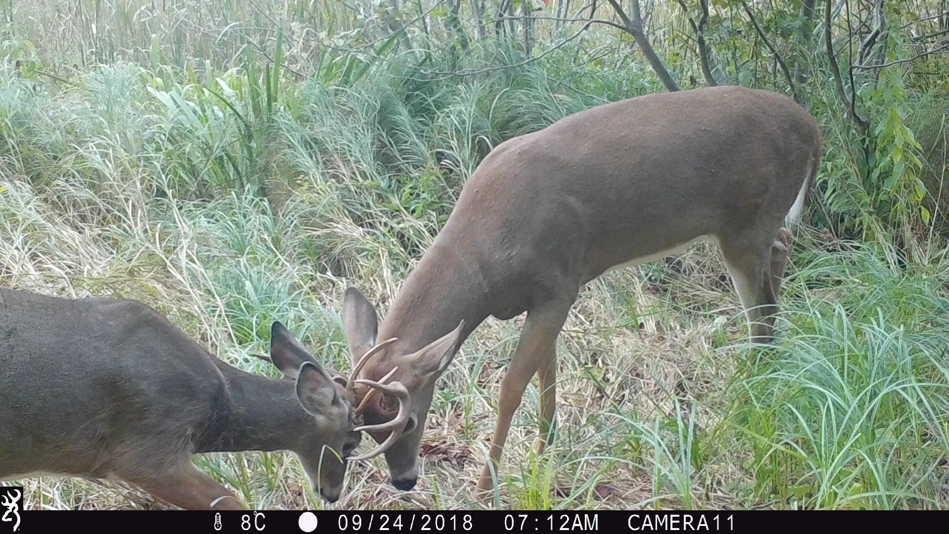 trailcam1.webp