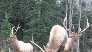 Elk hanging out on "Big Ridge"