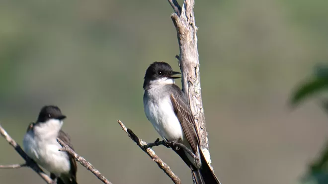 Image: Fairgrounds West Bird Walk