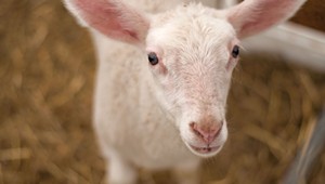 Farm Share: Lambing Season at Bonnieview Farm