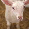 Farm Share: Lambing Season at Bonnieview Farm