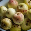 Farmers Market Kitchen: Mystery Apple Cheddar Galette
