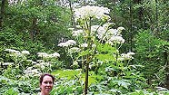 Big, Beautiful and Blister Inducing, Giant Hogweed Shows Its True Colors Around Vermont