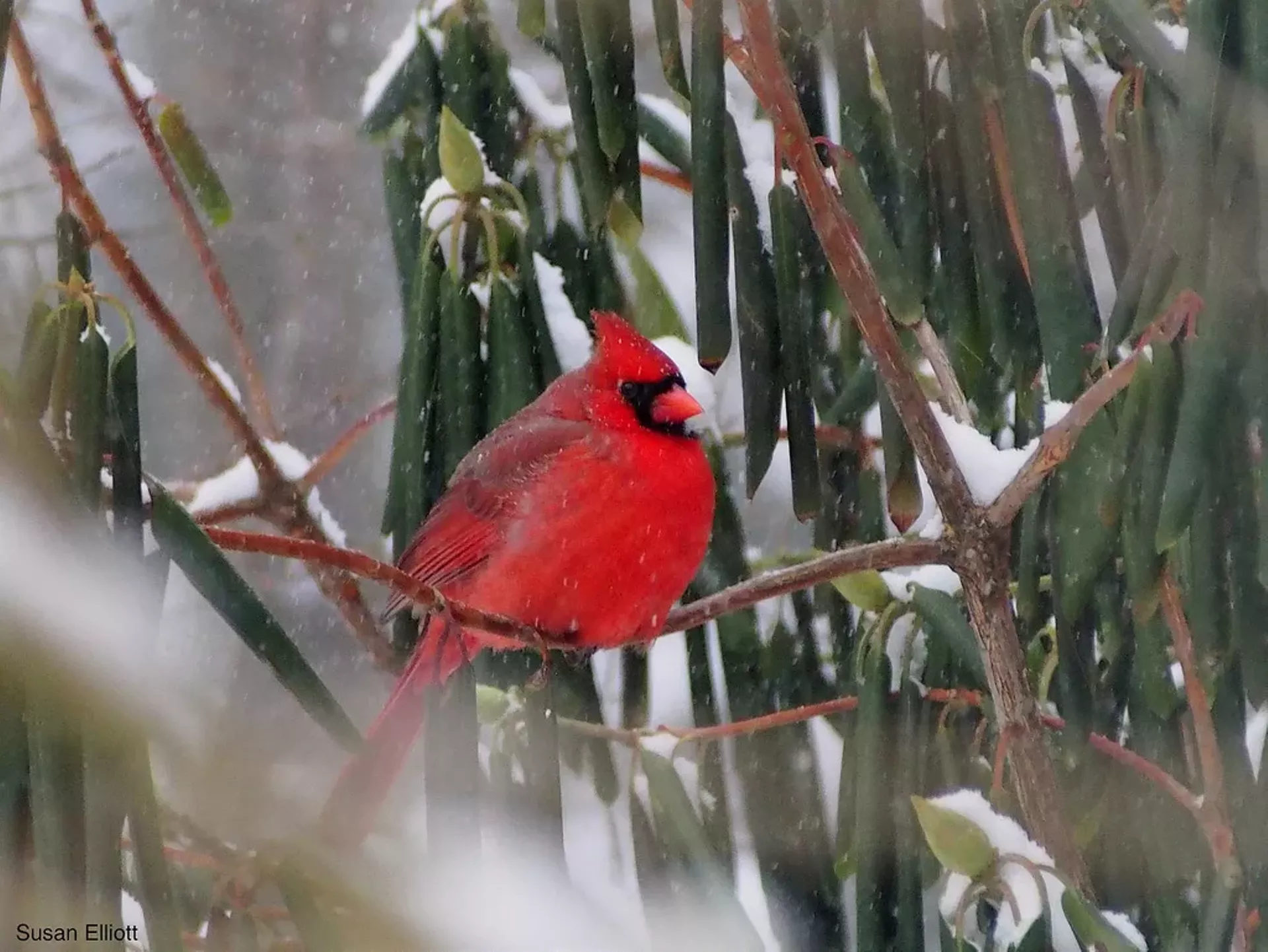 Northern Cardinal