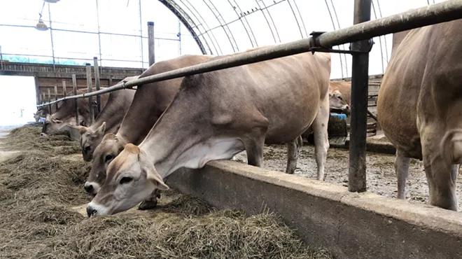 Image: As Markets Dry Up, Some Vermont Dairies Are Dumping Milk
