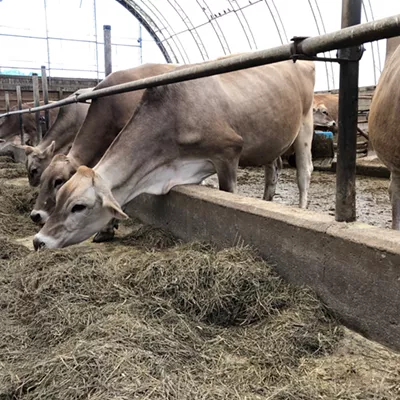 Image: As Markets Dry Up, Some Vermont Dairies Are Dumping Milk