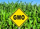 In Court, Vermont Makes Opening Salvo in Defense of GMO Law