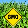 In Court, Vermont Makes Opening Salvo in Defense of GMO Law