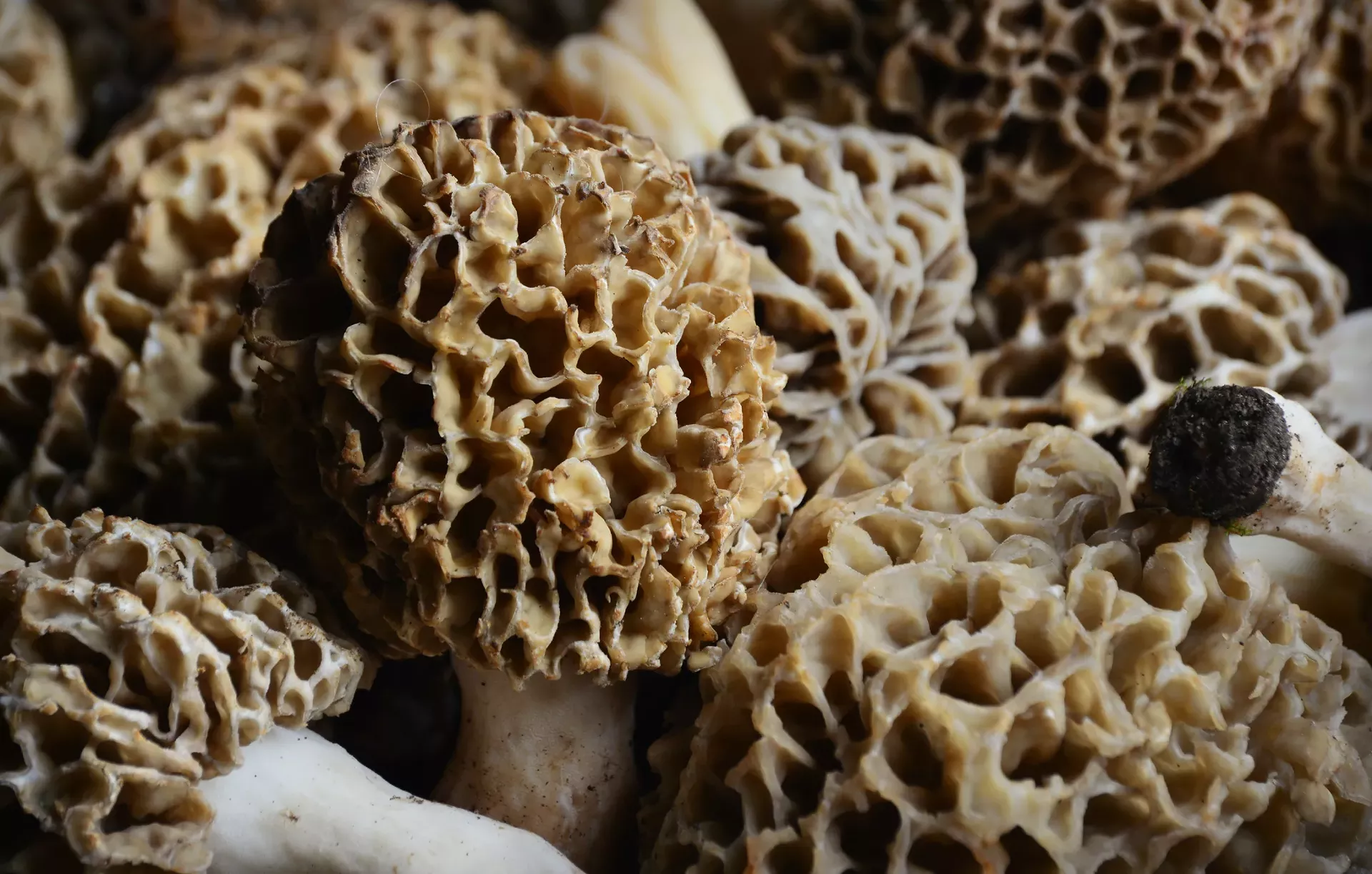 morels_hannah_babiak_dreamstime.com.webp