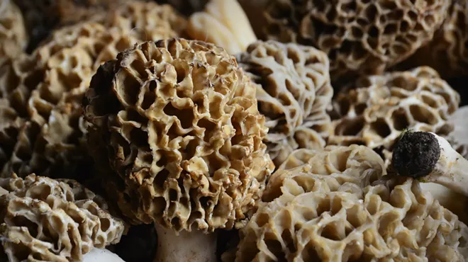 Image: Intro to Local Mushroom Foraging