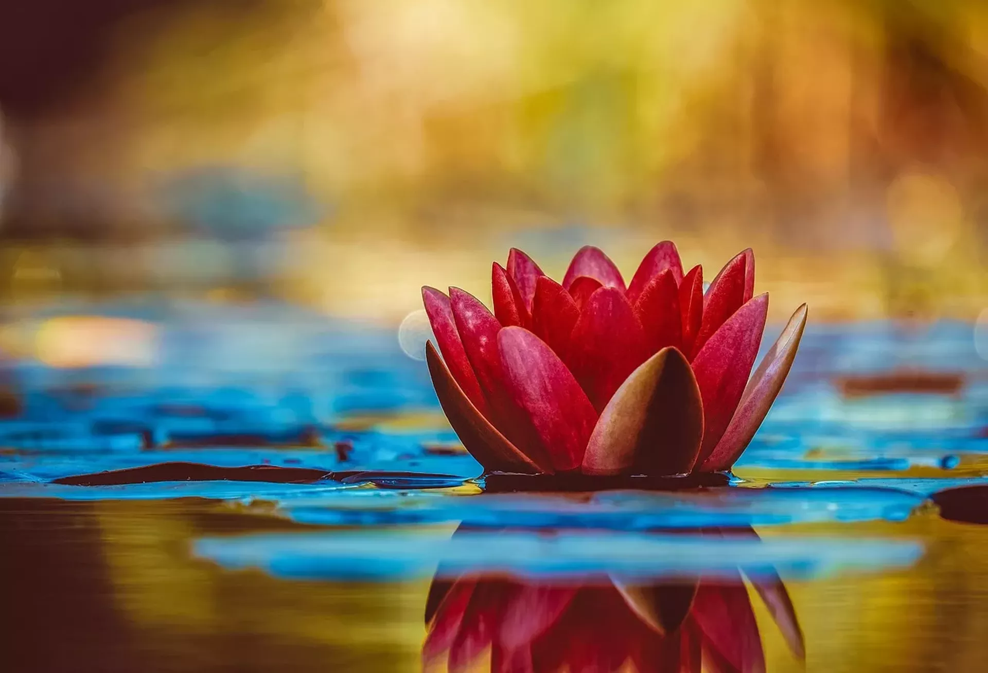 water-lily-3784022_1280.webp