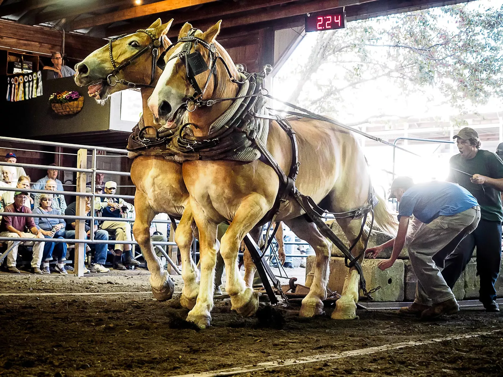 "Horse Pulling" by Kevin Rose