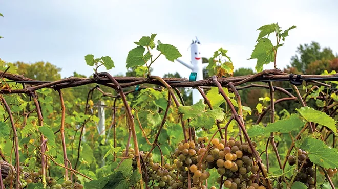 Image: Lincoln Peak Vineyard's New Owners Welcome Harvest Help