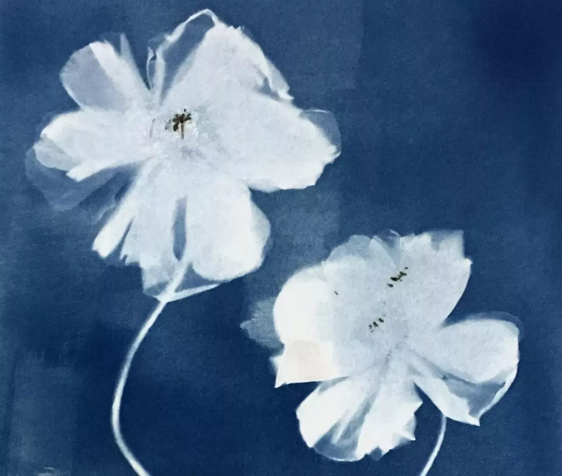 Image by Lynda Bryan