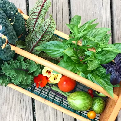 Image: Master Gardeners Help Food-Insecure Vermonters Plant Victory Gardens