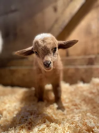 Image: Meet & Bleat Baby Goat Playgroup