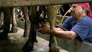Midd Kids' Documentary Shows How Vermont Dairy Workers Get Milked