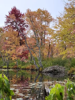 Image: Missisquoi Wildlife Fair
