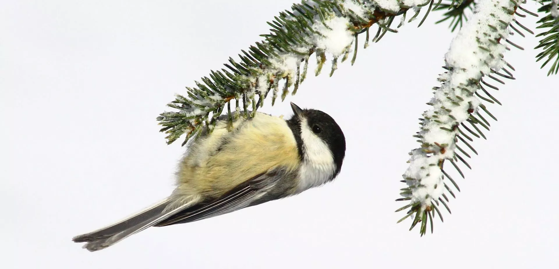 monthly-birding-cover-pockette-scaled.webp