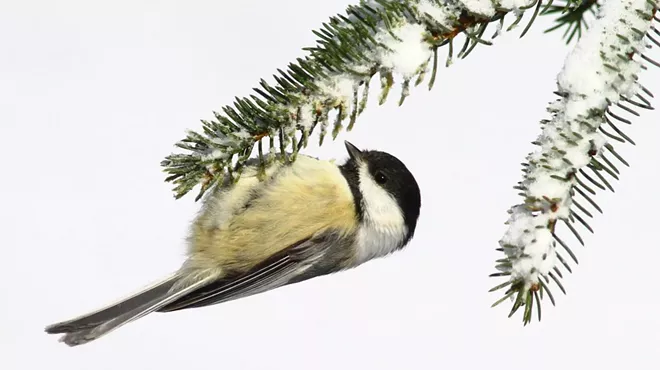 Image: Monthly Birding Outing