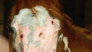 Whoa, Nellie! Essex Equine Got Burned by Unlucky Clover, Not Battery Acid