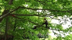 New England ISA Tree Climbing Championship [SIV355]