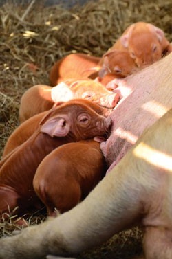 Newborn piglets nurse from their mother - JEB WALLACE-BRODEUR