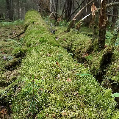 Old Growth Forests: A Virtual Tour of Ancient Woodlands