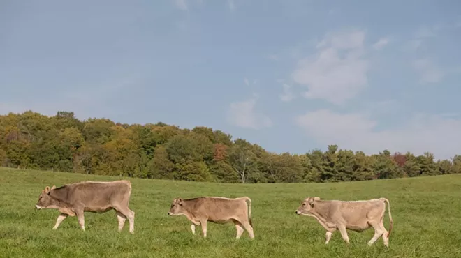 Image: Pasture Walk & Picnic